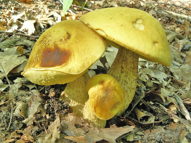 kozák žltopórový Leccinellum crocipodium (Letell.) Della Maggiora & Trassinelli