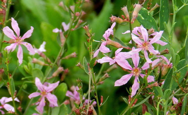 vrbica prútnatá Lythrum virgatum L.