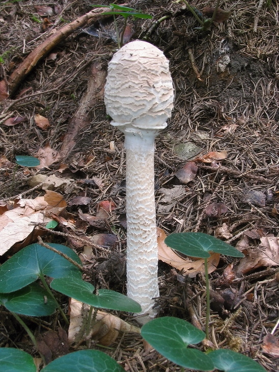 bedľa vysoká Macrolepiota procera (Scop.) Singer