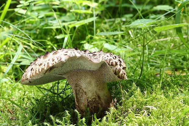 jelenkovec škridlicovitý Sarcodon imbricatus (L.) P. Karst.