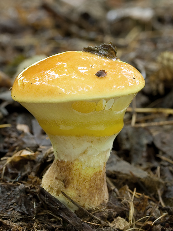 masliak smrekovcový Suillus grevillei (Klotzsch) Singer