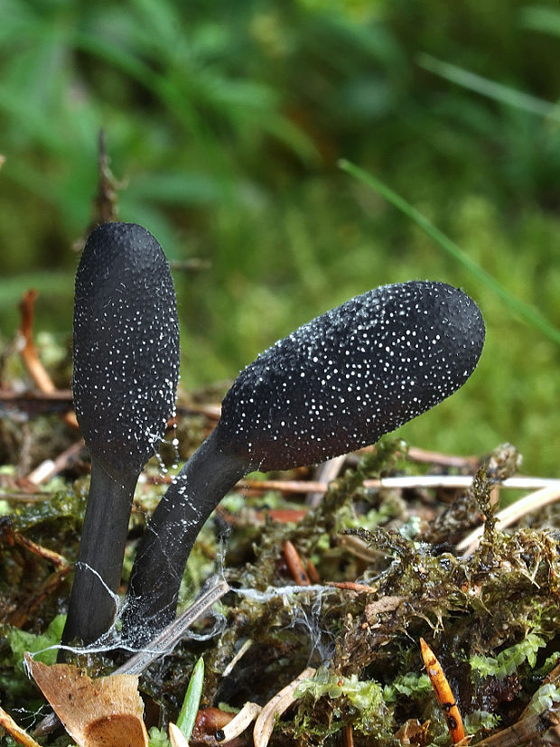 žezlovka srnková Tolypocladium ophioglossoides (J.F. Gmel.) Quandt, Kepler & Spatafora