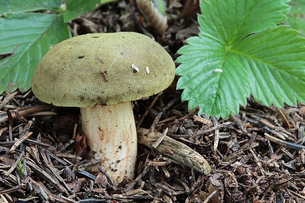 suchohríb Xerocomus sp.