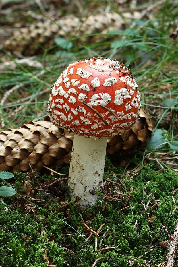 muchotrávka červená Amanita muscaria (L.) Lam.