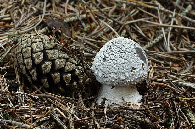 muchotrávka Amanita sp.