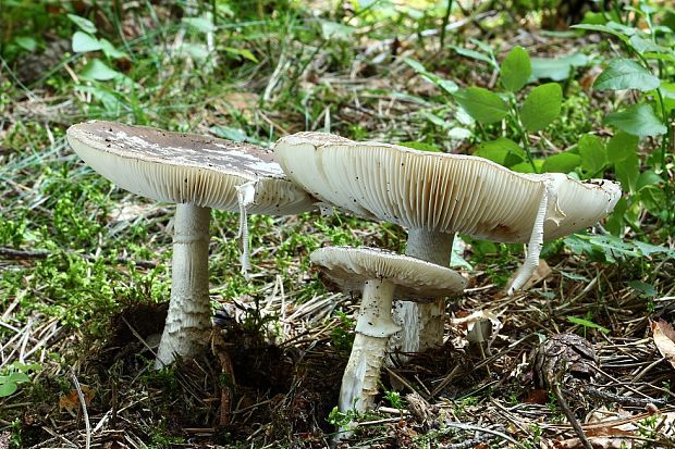 muchotrávka Amanita sp.