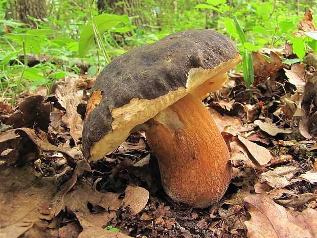 hríb bronzový Boletus aereus Bull. ex Fr.