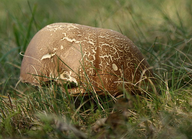 hríb bronzový Boletus aereus Bull. ex Fr.