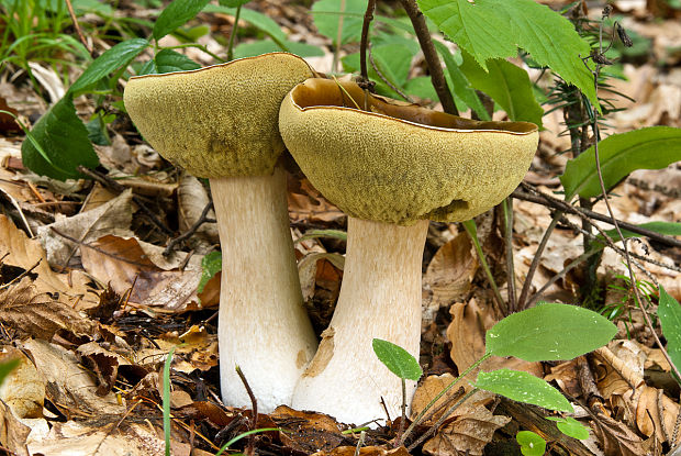 hríb smrekový Boletus edulis Bull.