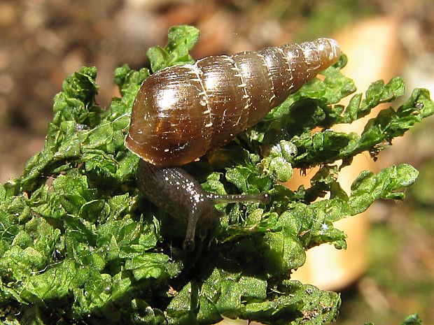 zdobenka tečkovaná Charpentieria ornata