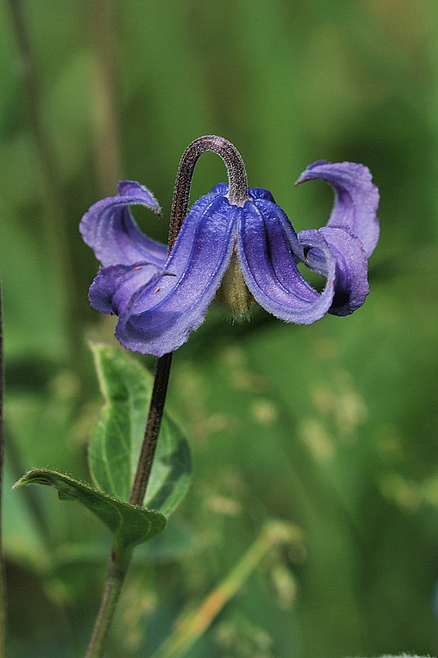 plamienok celistvolistý  Clematis integrifolia L.