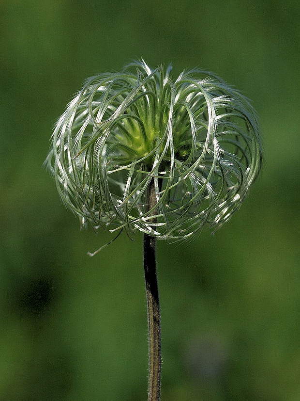 plamienok celistvolistý Clematis integrifolia L.