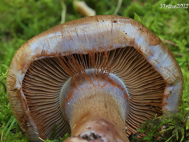 pavučinovec Cortinarius sp.