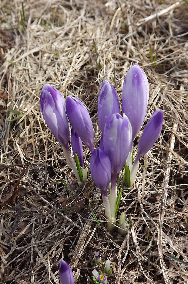 šafran Crocus sp.