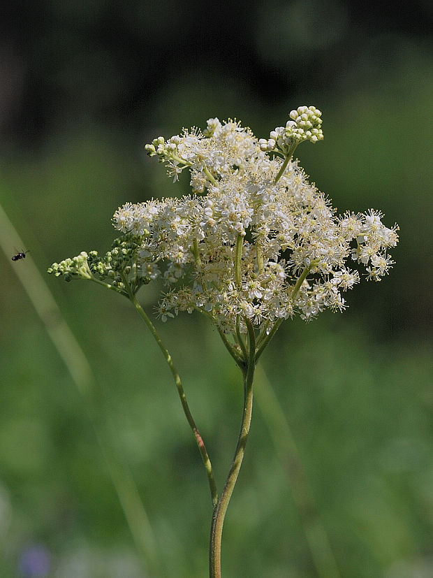 túžobník obyčajný   Filipendula vulgaris Moench