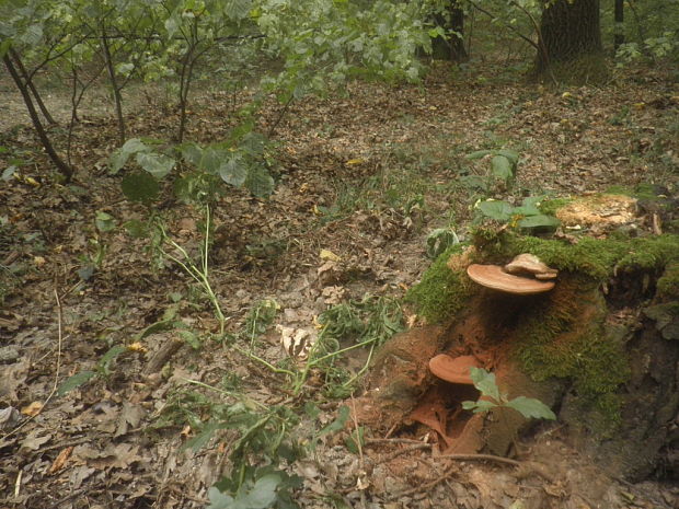 lesklokôrovka plochá? Ganoderma applanatum? (Pers.) Pat.