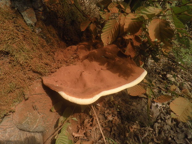 lesklokôrovka plochá? Ganoderma applanatum? (Pers.) Pat.