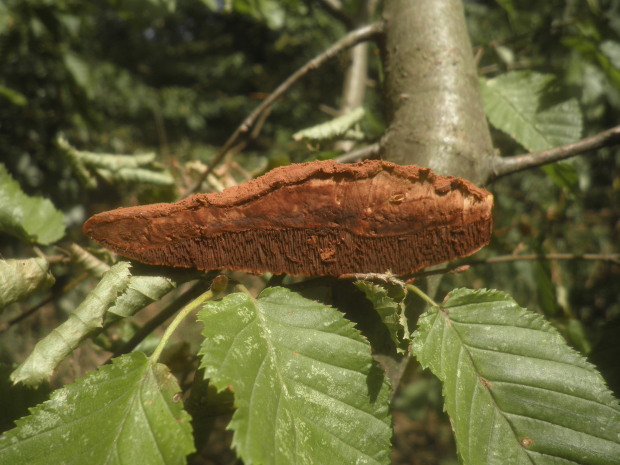 lesklokôrovka plochá? Ganoderma applanatum? (Pers.) Pat.