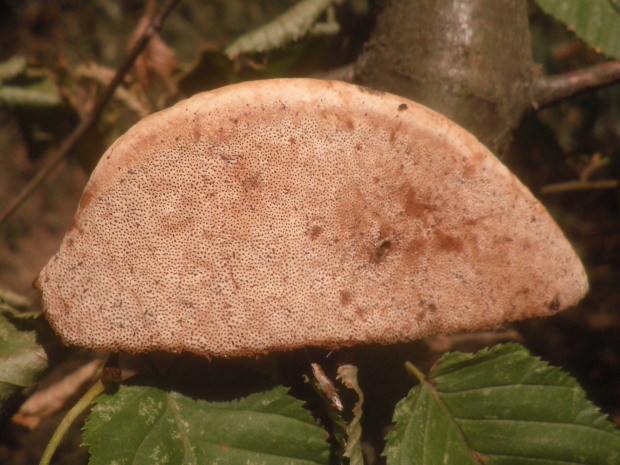 lesklokôrovka plochá? Ganoderma applanatum? (Pers.) Pat.