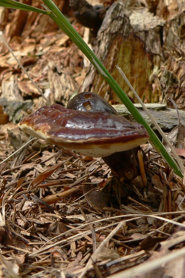 lesklokôrovka obyčajná Ganoderma lucidum (Curtis) P. Karst.