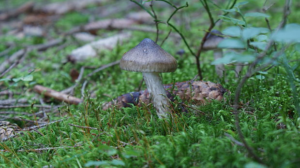 šťavnačka olivovohnedá Hygrophorus olivaceoalbus (Fr.) Fr.