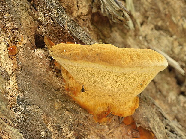 ryšavec lúčový Inonotus radiatus (Sowerby) P. Karst.