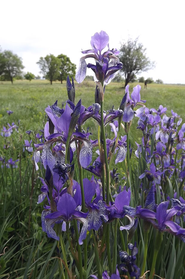 kosatec sibírsky Iris sibirica  L.