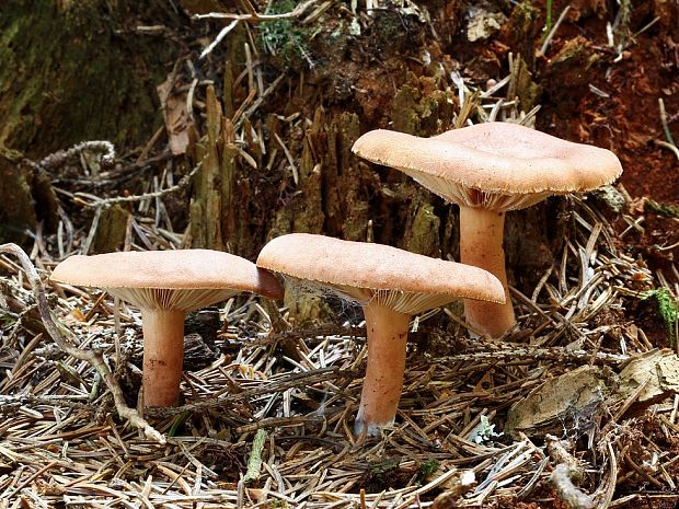 rýdzik Lactarius sp.