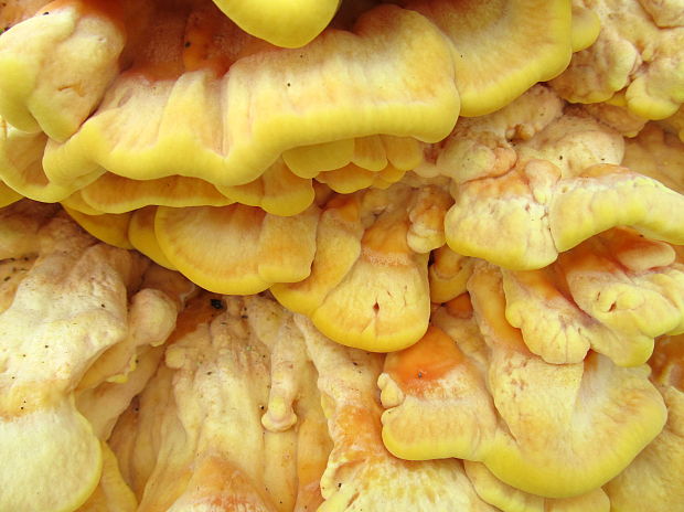 sírovec obyčajný Laetiporus sulphureus (Bull.) Murrill