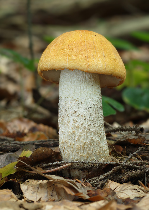 kozák osikový Leccinum albostipitatum den Bakker & Noordel.