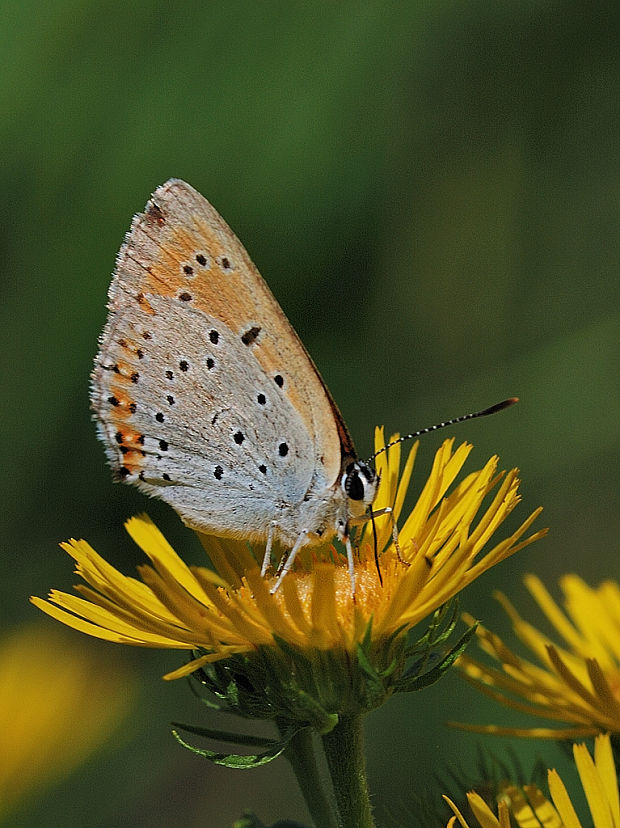 ohniváčik veľký  Lycaena dispar