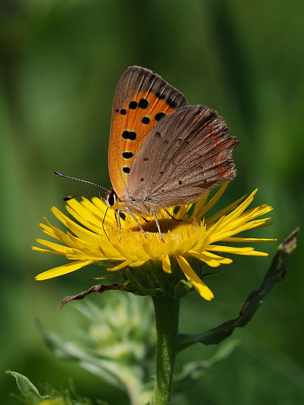 ohniváčik čiernokrídly   Lycaena phlaeas