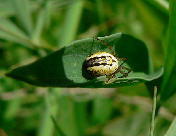 križiak lúčny Mangora acalypha Walckenaer, 1802