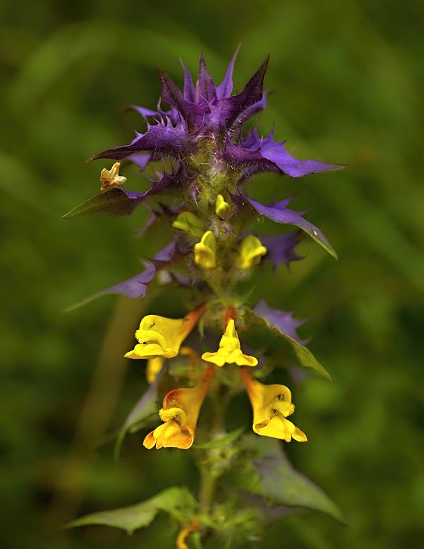 čermeľ hájny Melampyrum nemorosum L.