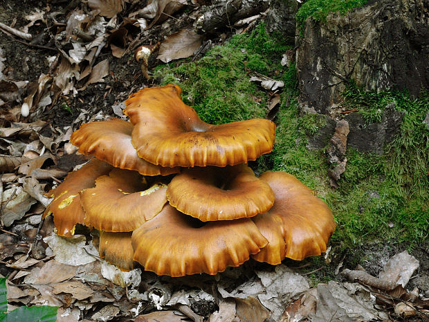 kališník hnedooranžový Omphalotus olearius (DC.) Singer