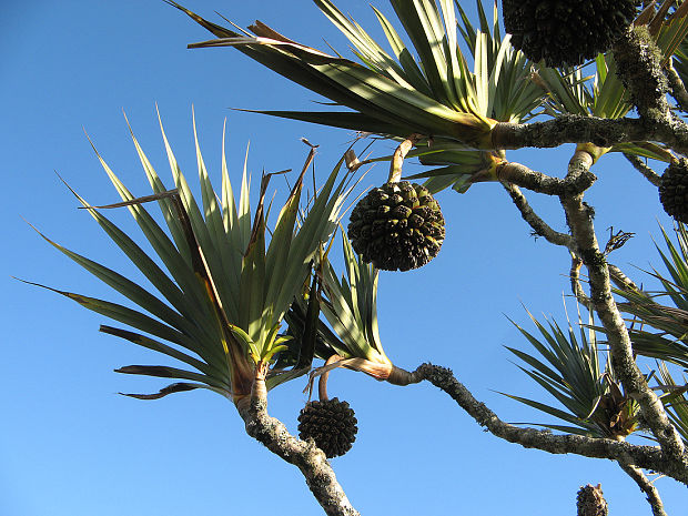 pandán užitočný Pandanus utilis