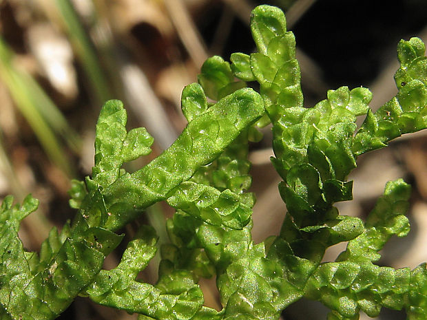 uchatka Porella cordaeana (Huebener) Moore