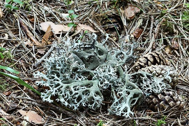 pakonárnik otrubový Pseudevernia furfuracea var. furfuracea (L.) Zopf