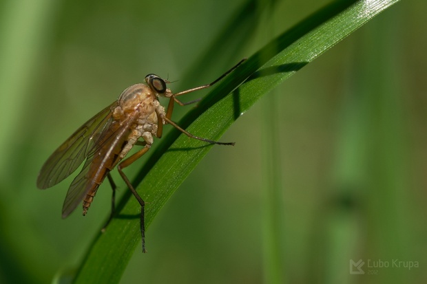 Rhagio sp.