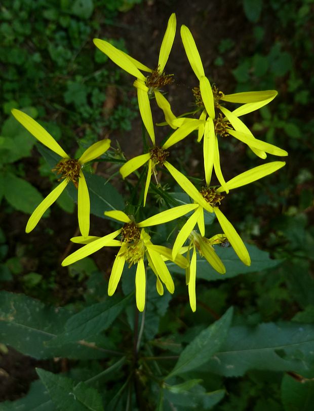 starček vajcovitolistý Senecio ovatus (P. Gaertn., B. Mey. et Scherb.) Willd.