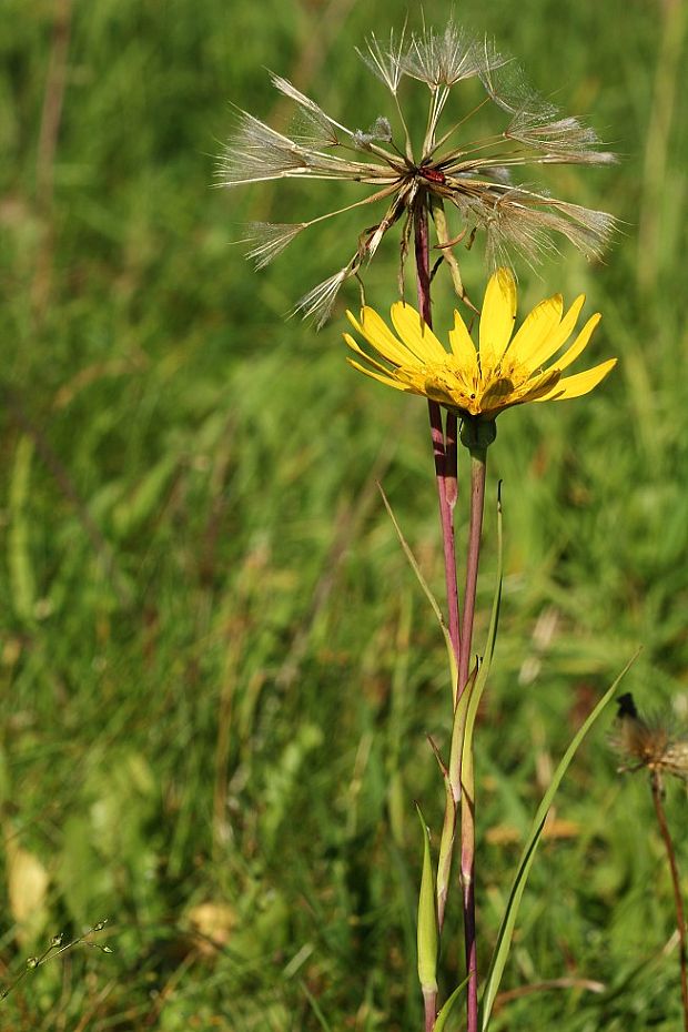 kozobrada lúčna Tragopogon pratensis L.