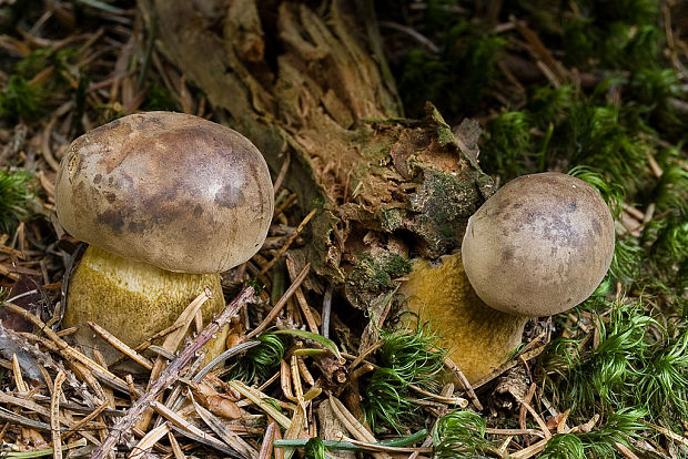 podhríb žlčový Tylopilus felleus (Bull.) P. Karst.