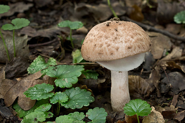 pečiarka krvavá Agaricus haemorrhoidarius Schulzer