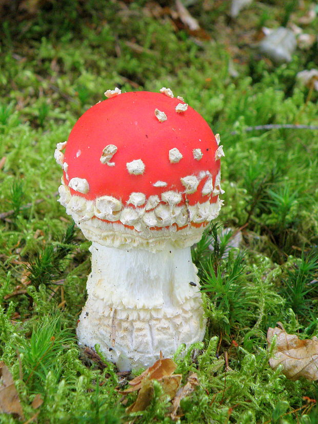 muchotrávka červená Amanita muscaria (L.) Lam.