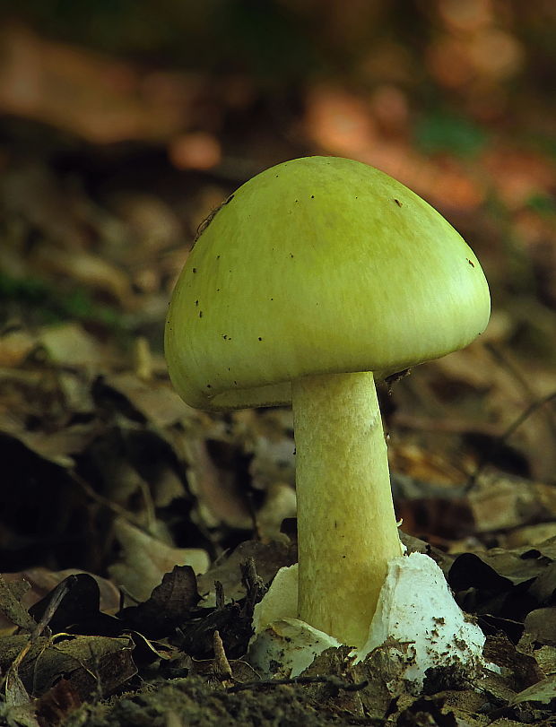 muchotrávka zelená Amanita phalloides (Vaill. ex Fr.) Link