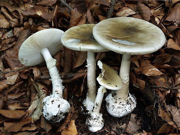 muchotrávka zelená Amanita phalloides (Vaill. ex Fr.) Link