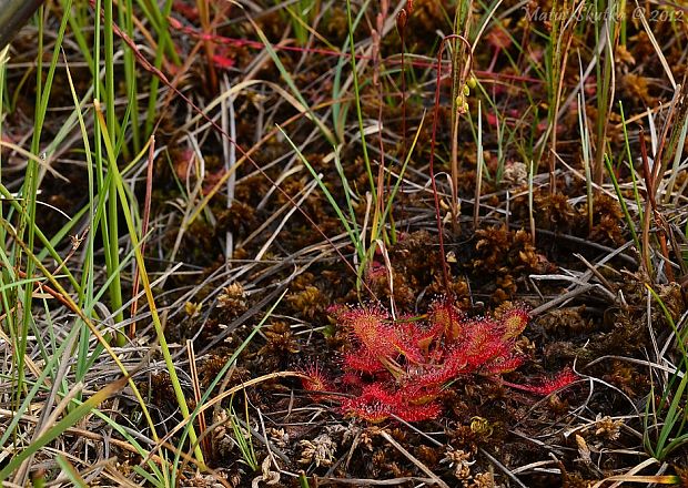 rosička okrúhlolistá Drosera rotundifolia L.