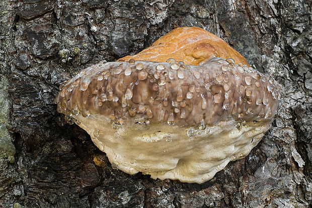 práchnovček pásikavý Fomitopsis pinicola (Sw.) P. Karst.