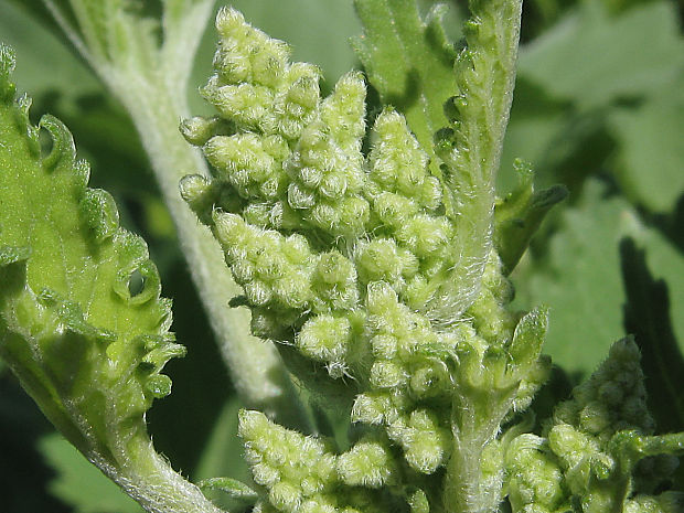 iva voškovníkovitá Iva xanthiifolia Nutt.