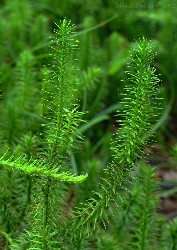 plavúň pučivý Lycopodium annotinum L.